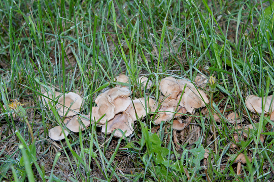 The mushrooms were only a maximum of about 2.5 - 3 cm in diameter.